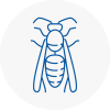 Redditch Wasp Nest Removal